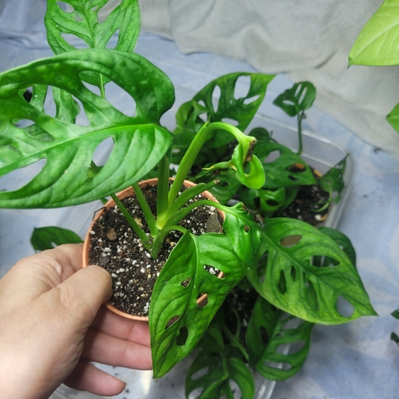 Live plant monstera swiss cheese full rooted - Picture 6 of 12